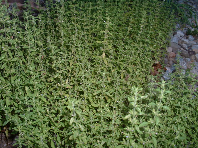 Hedeoma pulegioides  (Seed)
